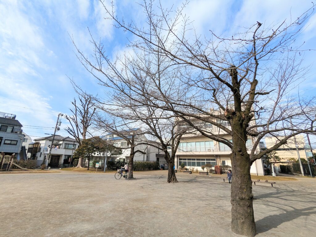 志茂町公園の桜