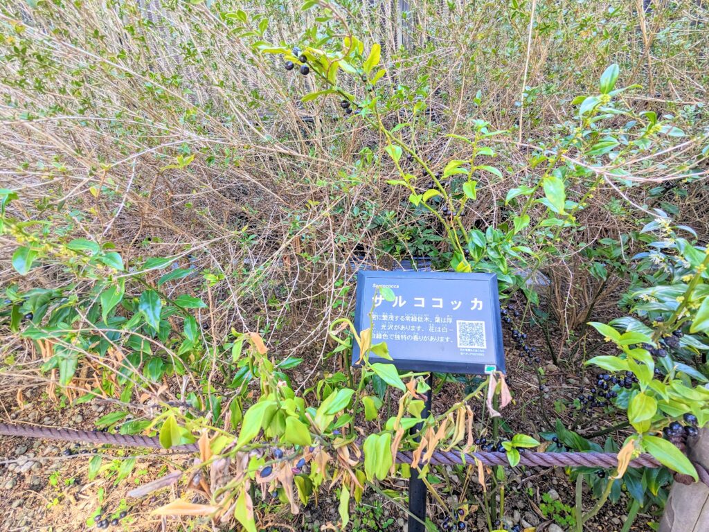 しもさん広場（公園）の植物（サルココッカ）