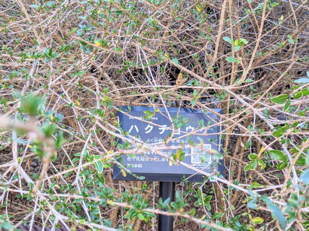 しもさん広場（公園）の植物（ハクチョウゲ）