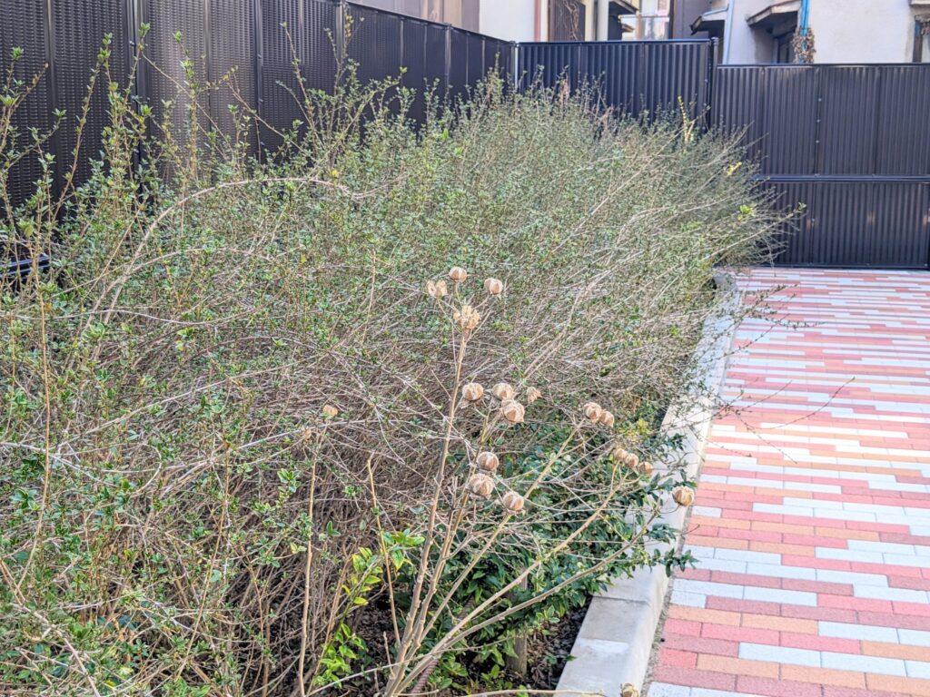 しもさん広場（公園）の植物（ハクチョウゲ）