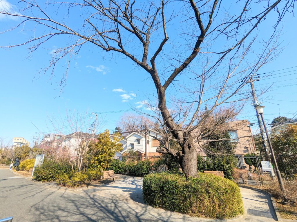 志茂ゆりの木公園の桜の木