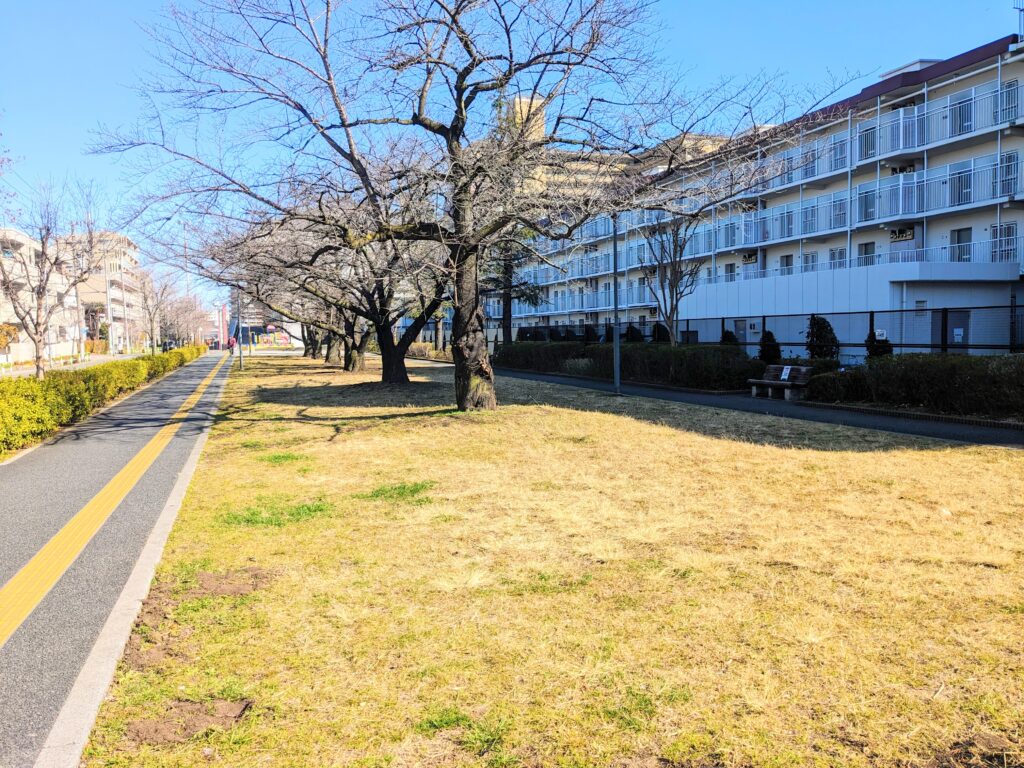 志茂東公園の桜と芝生エリア（北本通り側）