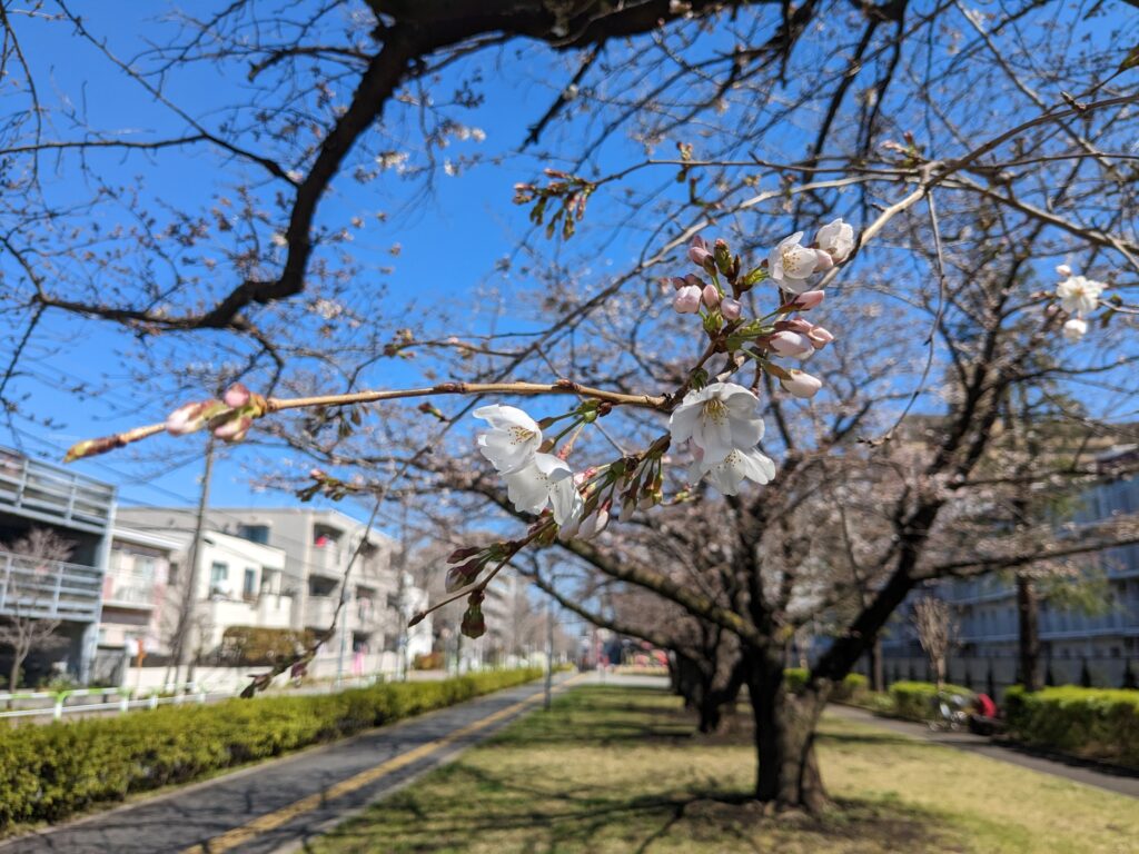 志茂東公園　桜並木の桜