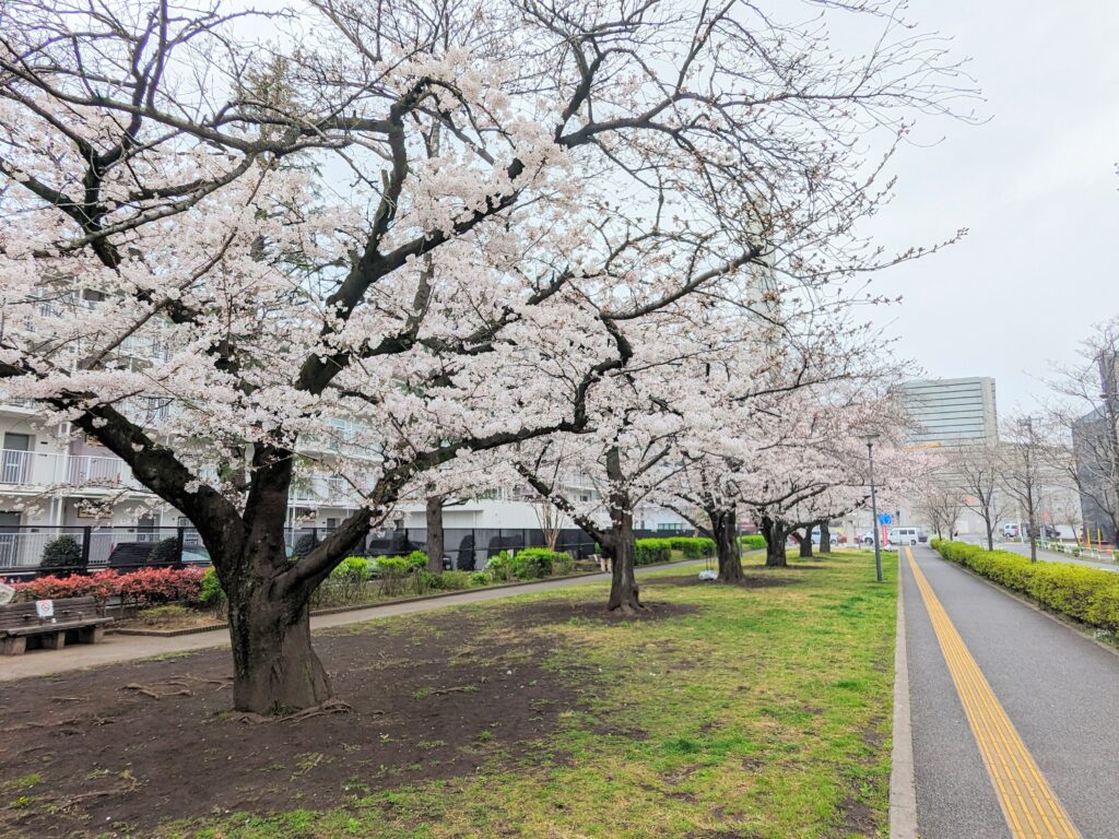 志茂東公園　桜並木