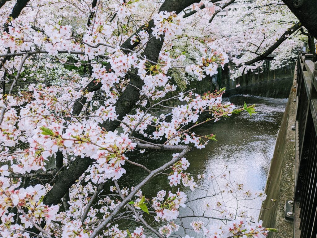 加賀二の橋付近の桜