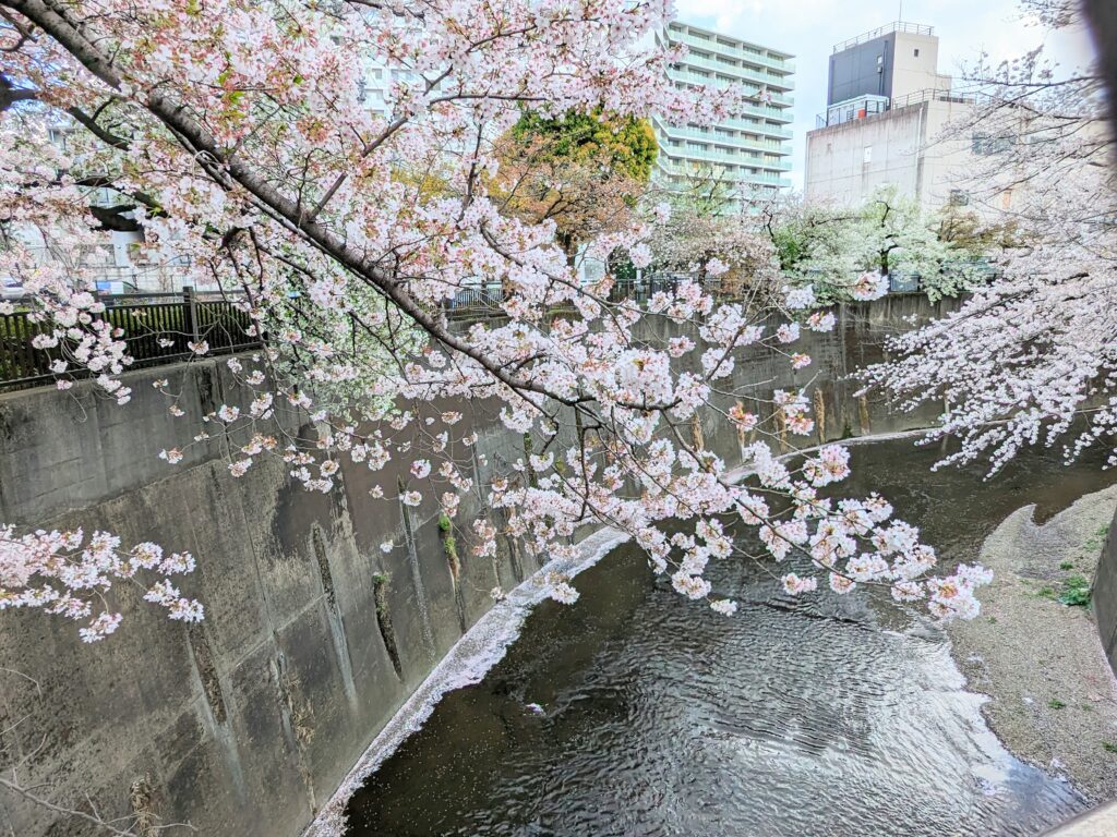 加賀二の橋付近の桜