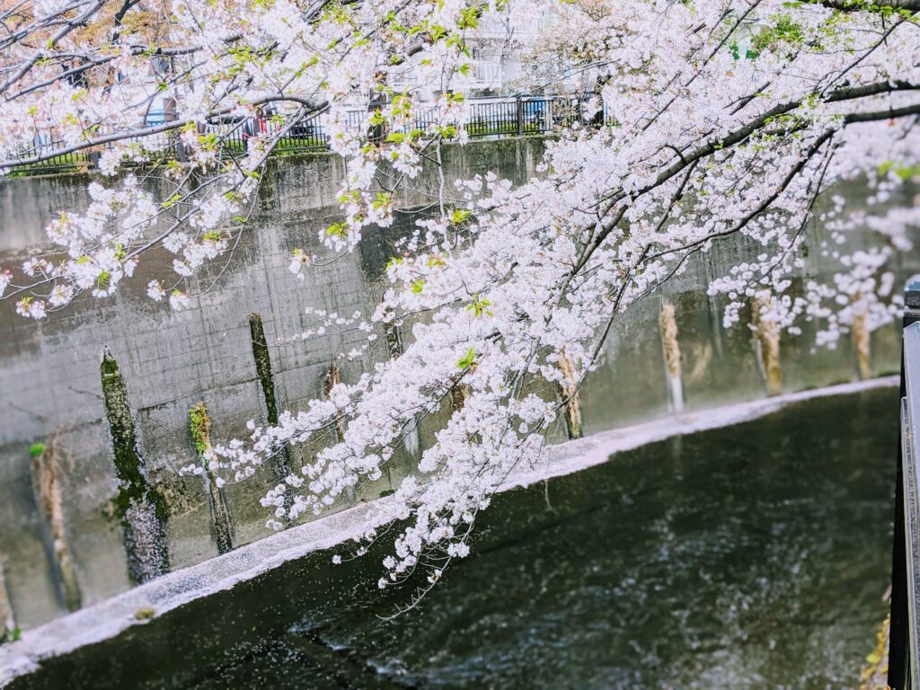 加賀二の橋付近の桜