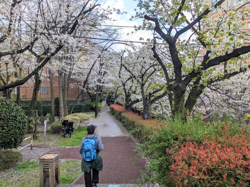 加賀二の橋付近の遊歩道