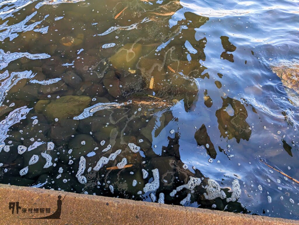 荒川砂町水辺公園水際