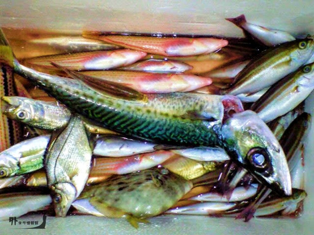 釣果イメージ