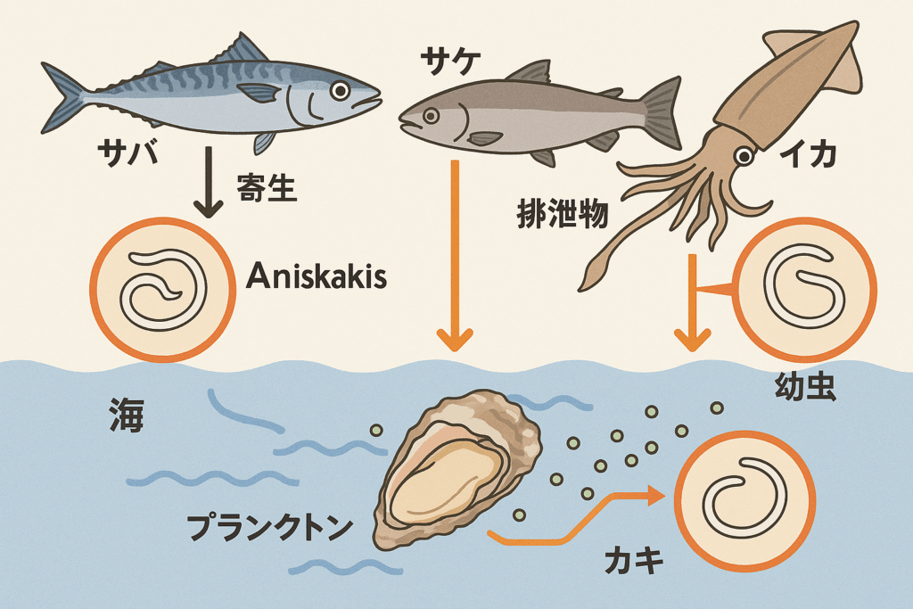 牡蠣がアニサキスを取り込むイメージ