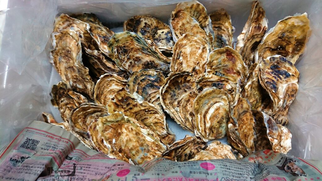 冷蔵の生食用牡蠣