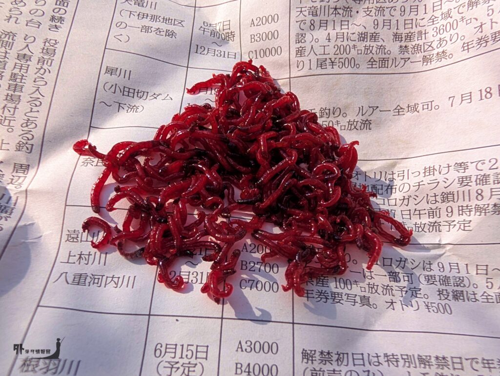 新聞紙の上の赤虫（アカムシ）