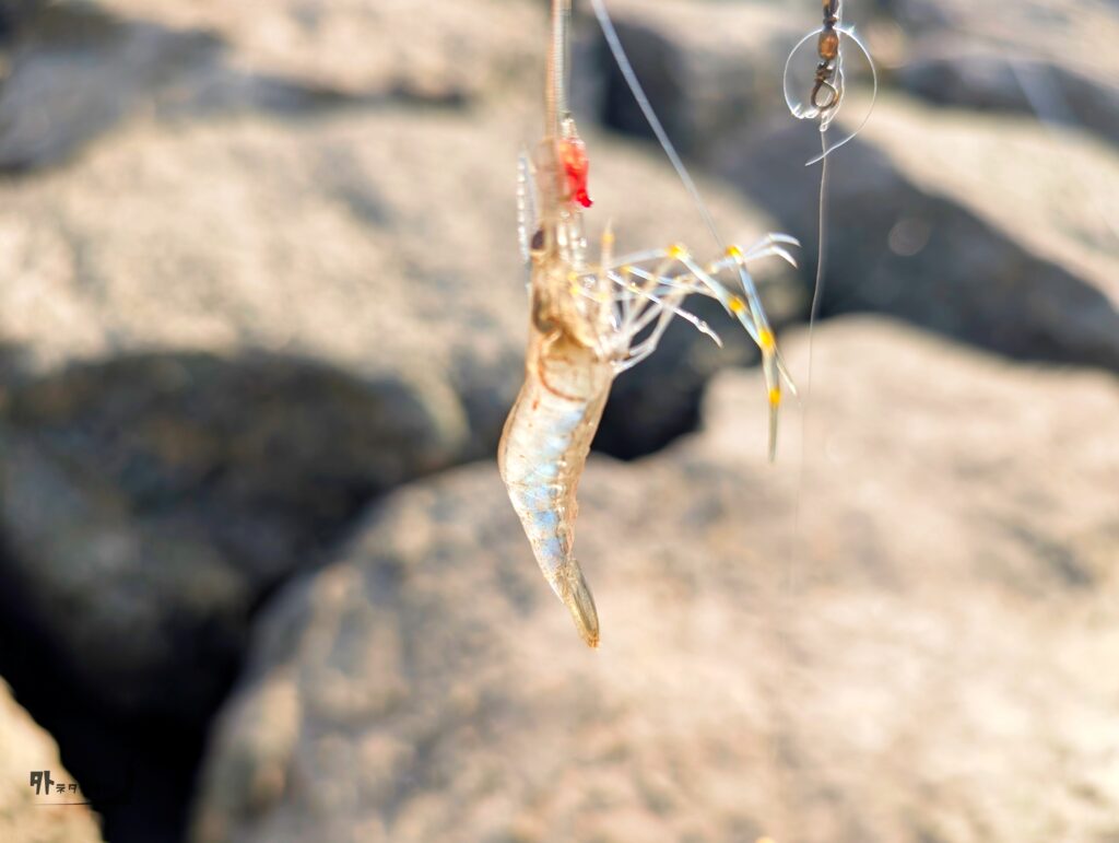 赤虫で釣ったテナガエビ