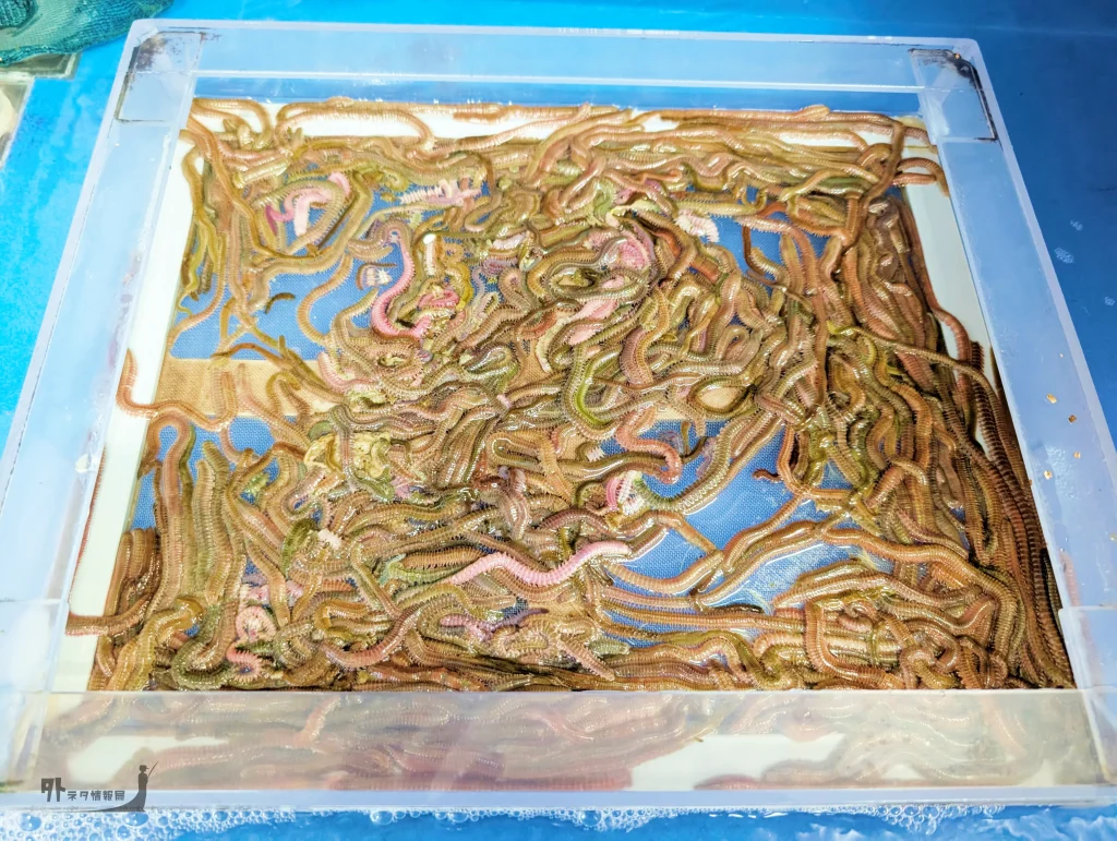 青イソメ（釣り具屋で売ってる写真）
