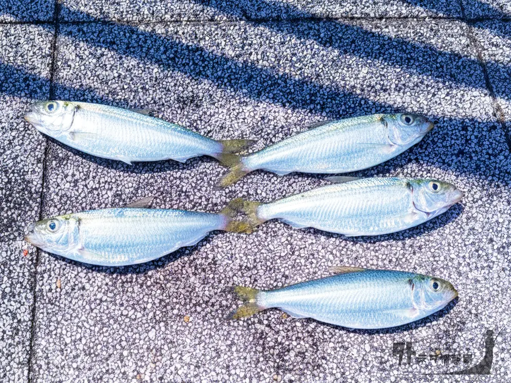 サッパ