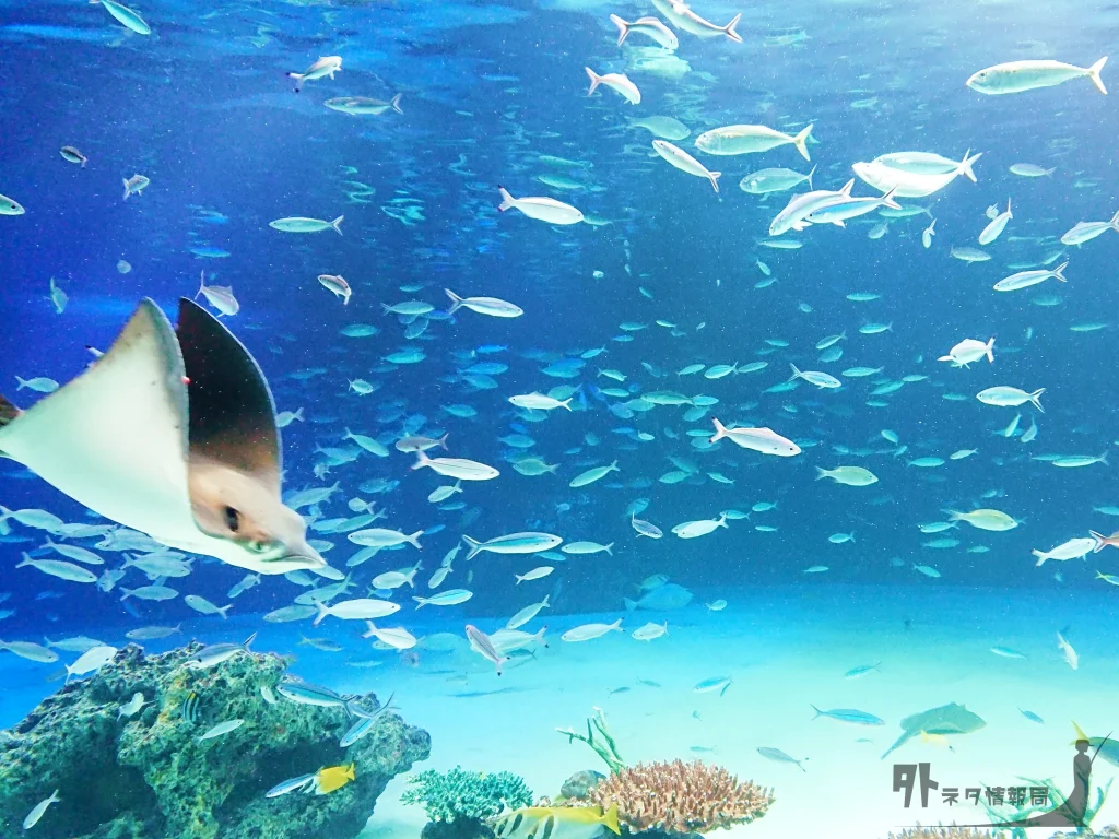 朝マズメの海中