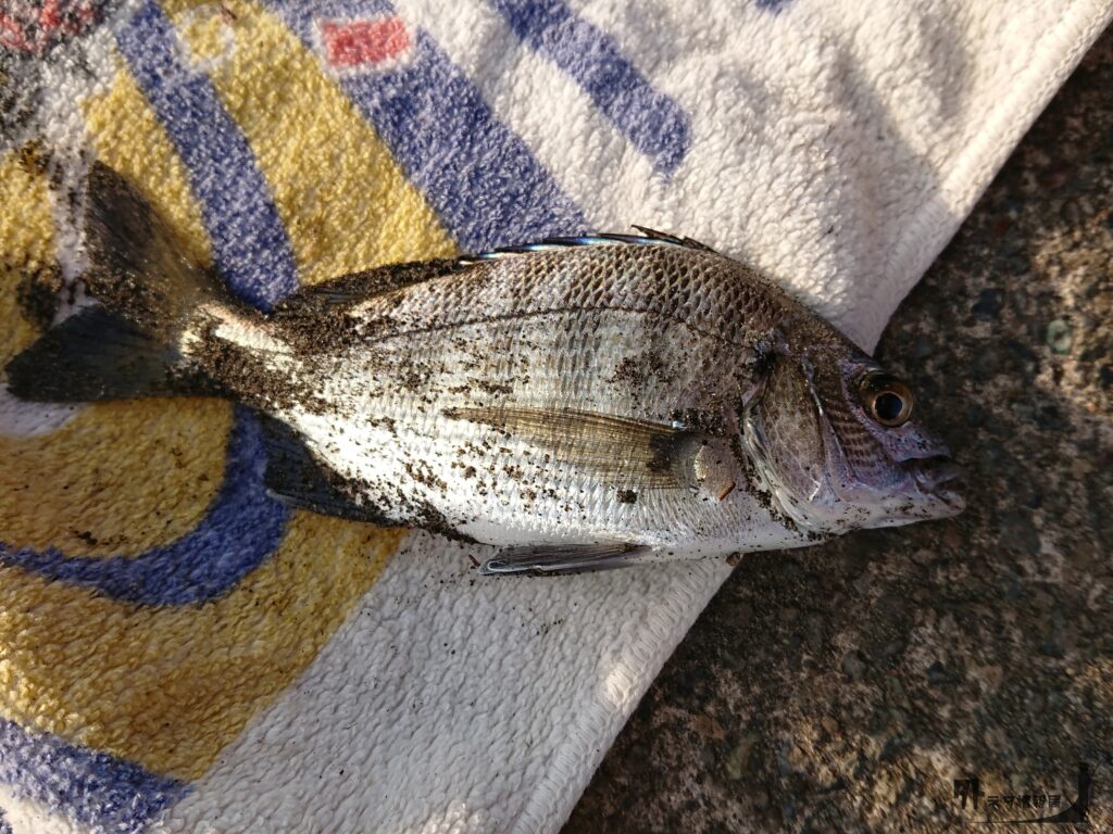 クロダイの稚魚