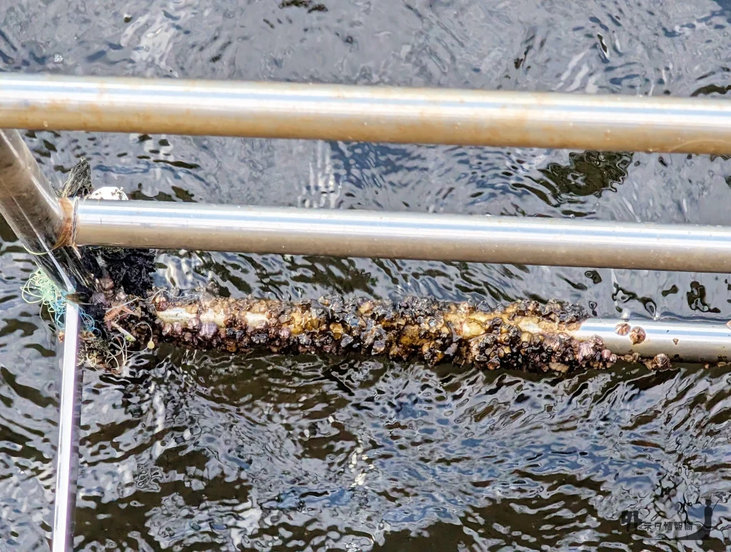 豊洲ぐるり公園 梯子に付いたイガイ
