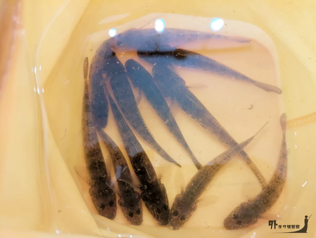 バケツの中のハゼの写真