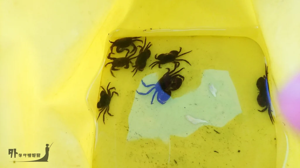 葛西臨海公園で釣れたカニ