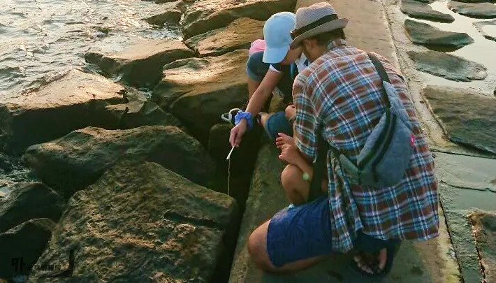 葛西臨海公園のカニ釣りの様子