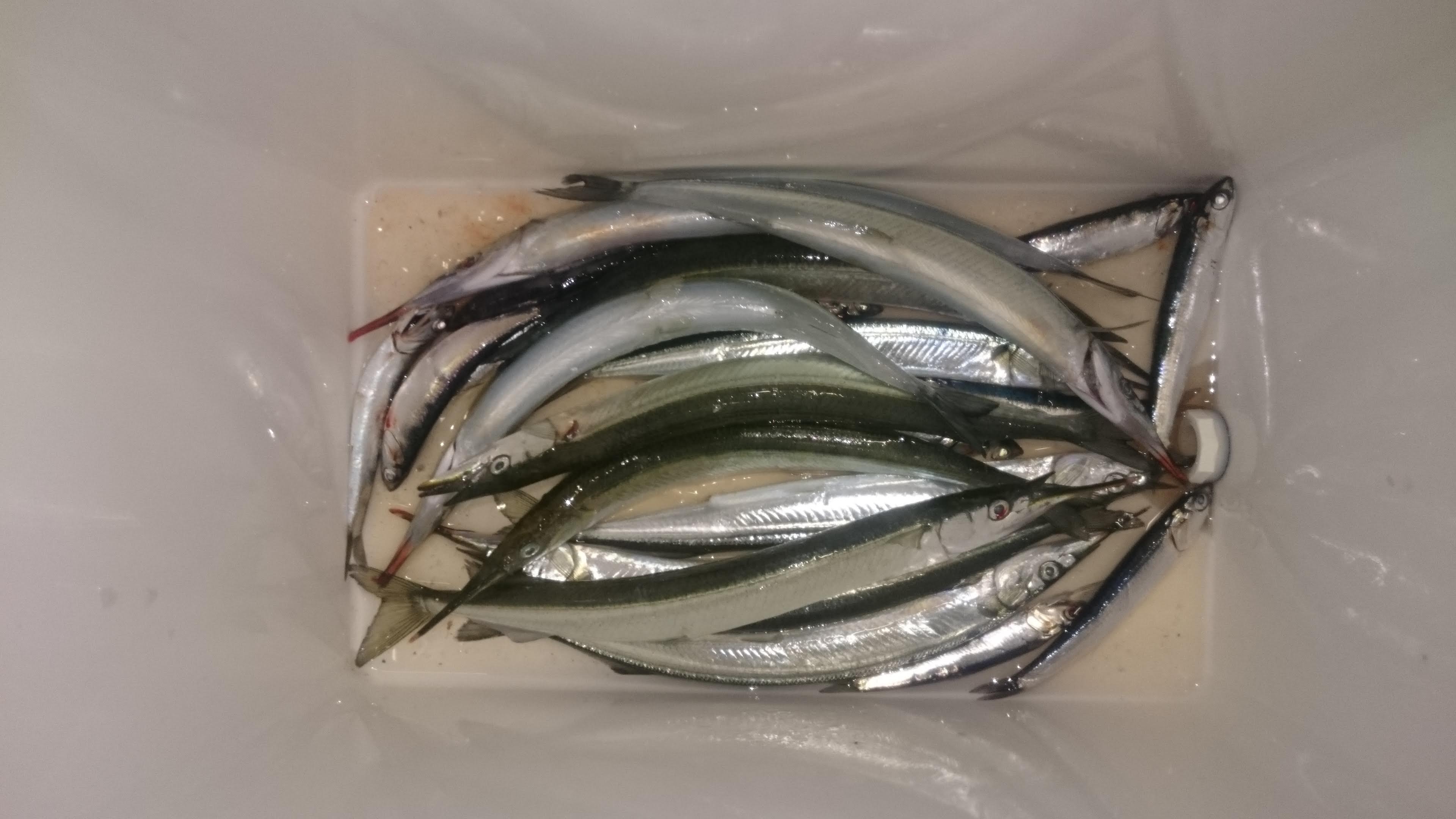 釣果写真